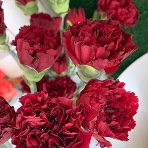 Meet your Posher, Alicia